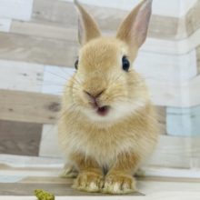 いっぱい食べるキミが好き〜♪ネザーランドドワーフくん(オレンジ)