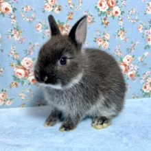 ネザーランドドワーフラビット  ブラック系  男の子