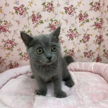 甘えん坊ブリちゃん登場!!　ブリティッシュショートヘアの女のコ 2021.9/8撮影