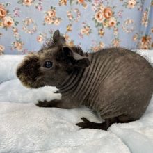 まるで小さい豚さん?! スキニーギニアピッグ（ウェアウルフ）入舎しました☆ 2021.9/17撮影