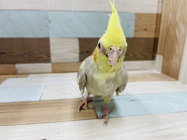 オカメインコ