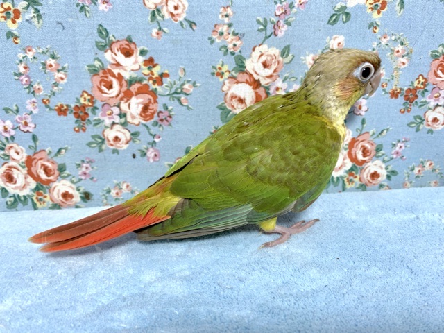 ホオミドリウロコインコ