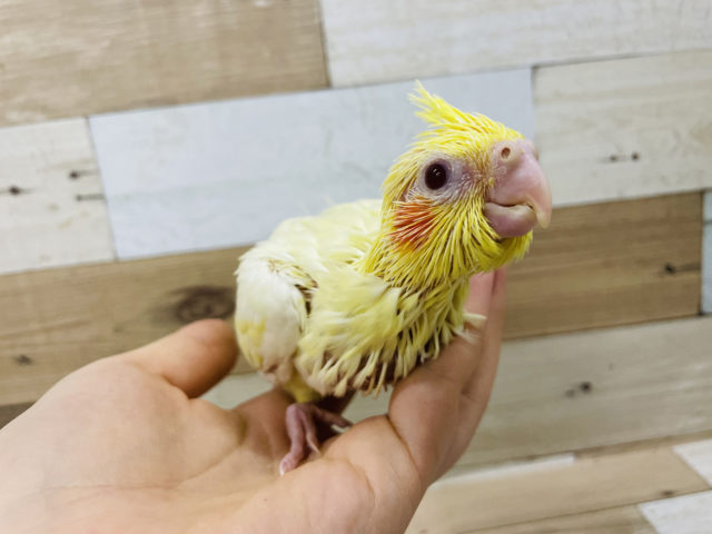 オカメインコ