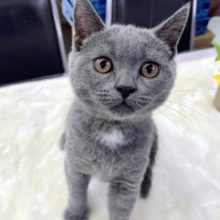 ブリティッシュショートヘアー（ブルー）　2021年5月23日生まれ　男の子