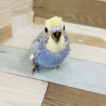 羽衣もどき？モヒカンが特徴☆セキセイインコヒナ(レインボースパングル)