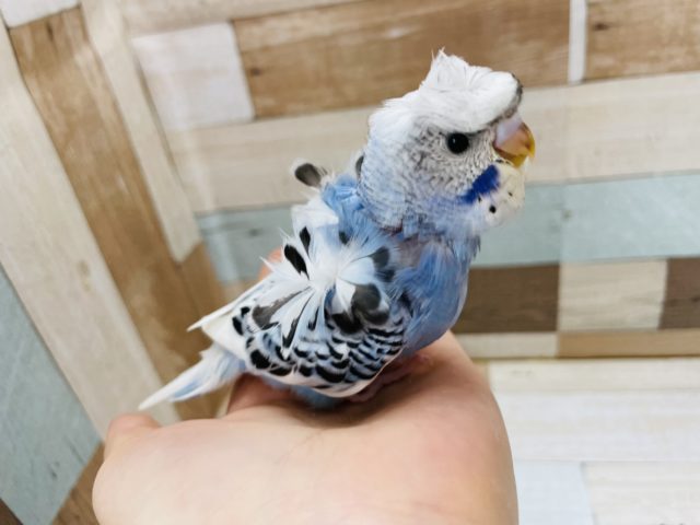 羽衣セキセイインコ