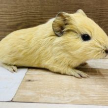 可愛い色合い♪イングリッシュモルモット