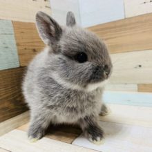 まんまるのドワーフラビットくんが入舎です♪