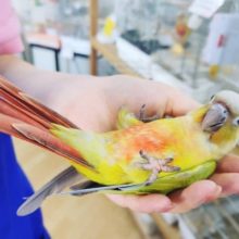 超ホヤホヤ最新画像☆ニギニギコロコロ〜♥ウロコインコヒナ(ダイリュート)
