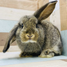 美人さん！ロップイヤーチェスナット！