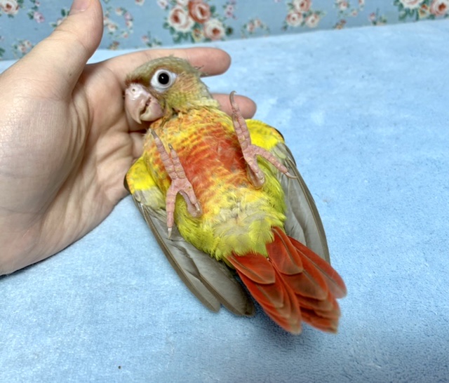 ホオミドリウロコインコ