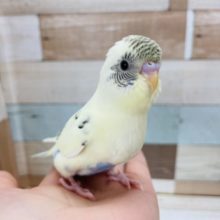 超ホヤホヤ最新画像☆綺麗な色合い♪セキセイインコヒナ(4色ハルクイン)
