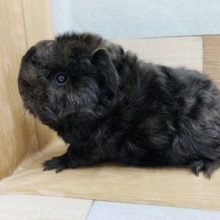 顔が丸っこい♡もふもふな毛並みのテッセルモルモット！