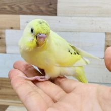 羽が生えそろってきています♪セキセイインコ(クリームハルクイン)☆