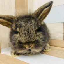 ムチムチボディーのロップちゃん♪