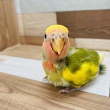 あのぉ…好きです♡コザクラインコヒナ(タイガーチェリー)