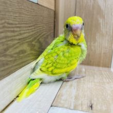 人気のインコさん☆セキセイインコのスパングルカラー！