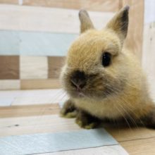 大きさ控えめ！ネザーランドドワーフのトートイズシェルカラー！