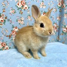 ネザーランドドワーフラビット  オレンジ  女の子