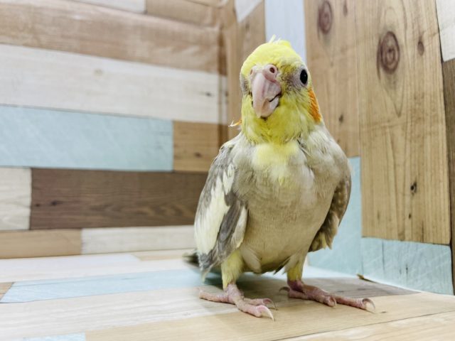 オカメインコ