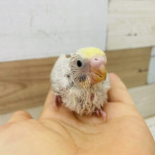 どんな色になるか楽しみ〜♪セキセイインコヒナ(イエローフェイスライラック)