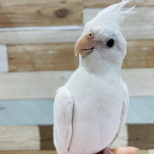 手から降りたくありません…オカメインコ(ピュアホワイト)