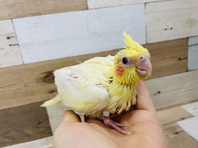 オカメインコ