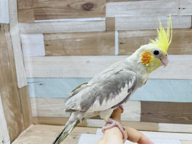 オカメインコ