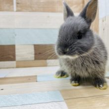 小さいけど元気いっぱい☆ネザーランドドワーフブルーオター！