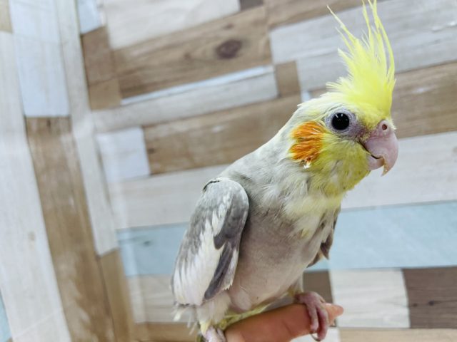 オカメインコ