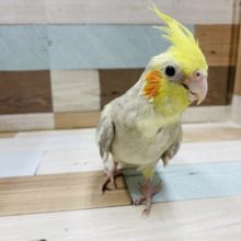 可愛いお顔で寄ってくる♪オカメインコ(シナモンパイド)