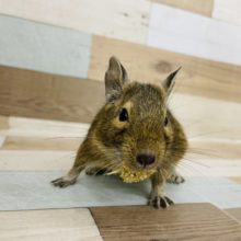 前に来すぎです！！デグーくん★