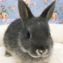 ドワーフラビット(ブルー)女の子　2021年8月生まれ