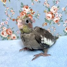 オカメインコ  ノーマル  9月18日