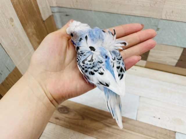 羽衣セキセイインコ