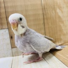 人気沸騰中!!セキセイインコ、ライラックカラー♪