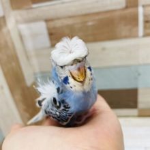 羽衣セキセイインコ の販売一覧 東京からもほど近い 千葉県 神奈川県 埼玉県のペットショップ