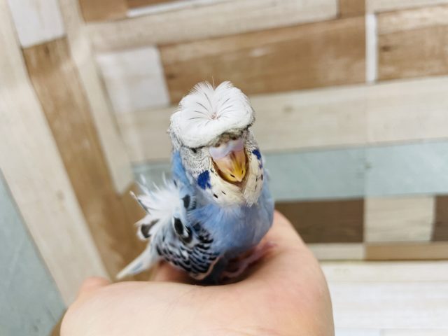 ご立派〜！！！羽衣セキセイインコヒナ(オパーリン)