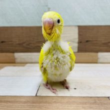 人気のインコさんのヒナ！セキセイインコのダブルファクター