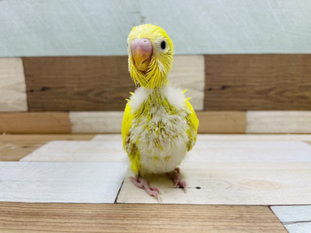 人気のインコさんのヒナ！セキセイインコのダブルファクター