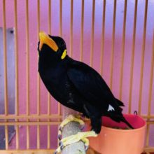 久々入舎しました！九官鳥！