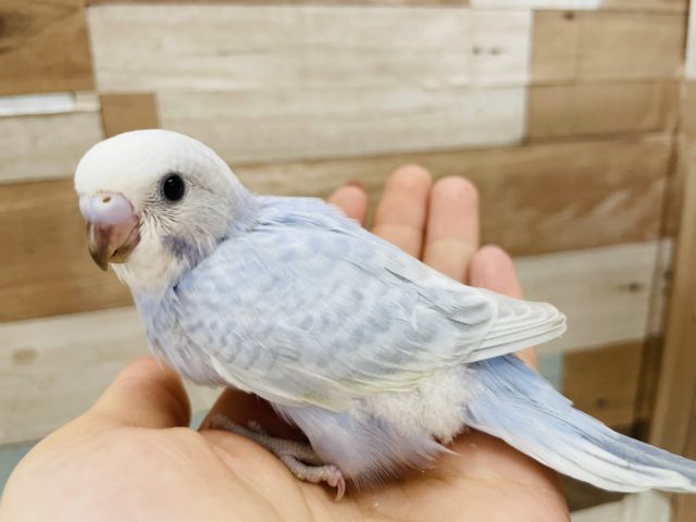 綺麗な色合いにうっとり♡セキセイインコヒナ(ホワイトウィング)