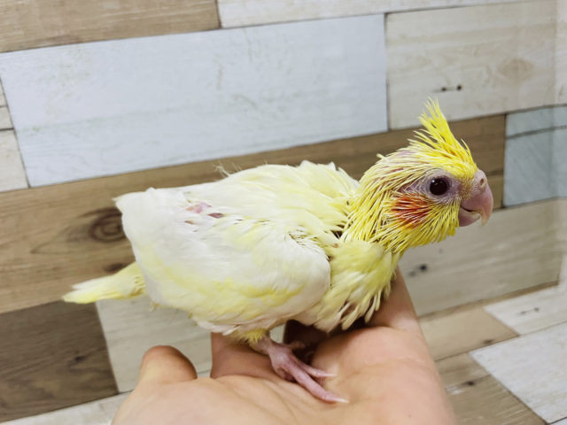 オカメインコ