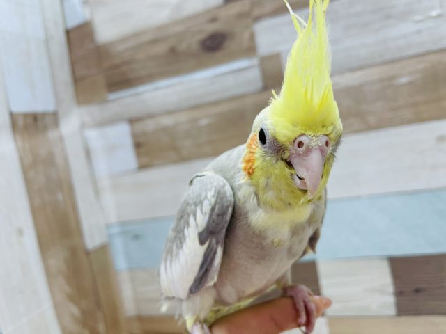 オカメインコ