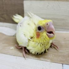 やっと来てくれました〜♥オカメインコヒナ(ルチノー)