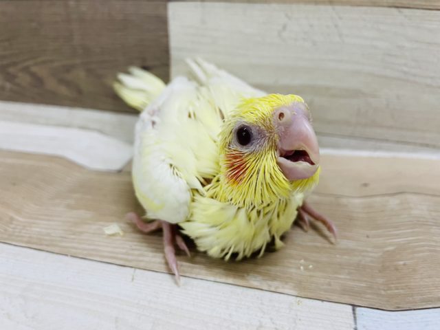 やっと来てくれました〜♥オカメインコヒナ(ルチノー)