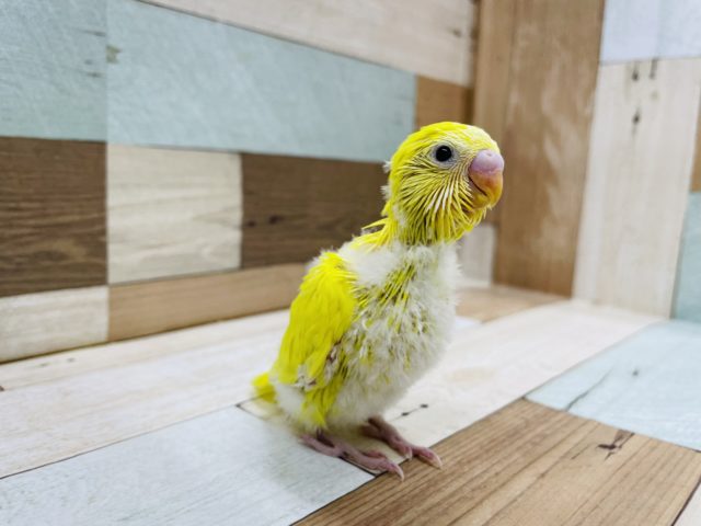 セキセイインコ