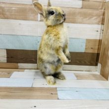 世界に1羽だけの模様！ネザーランドドワーフトーティカラーいますよ！