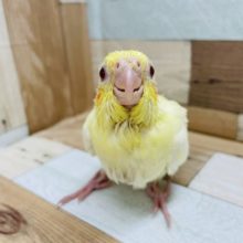 可愛いお顔がたまらない♡オカメインコヒナ(ルチノー)