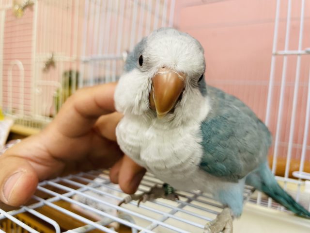 超ホヤホヤ最新画像 渋みあるダークブルーっぽいカラー オキナインコ ブルーオパーリン 東京からもほど近い 千葉県 神奈川県 埼玉県でオキナインコ を販売するペットショップ